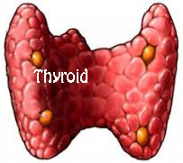 thyroid gland